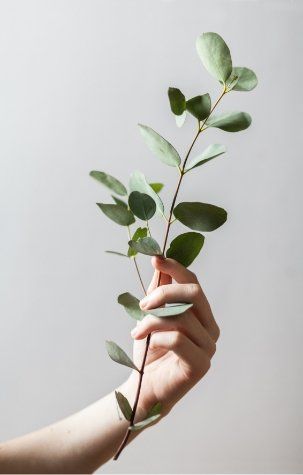 hand holding plant