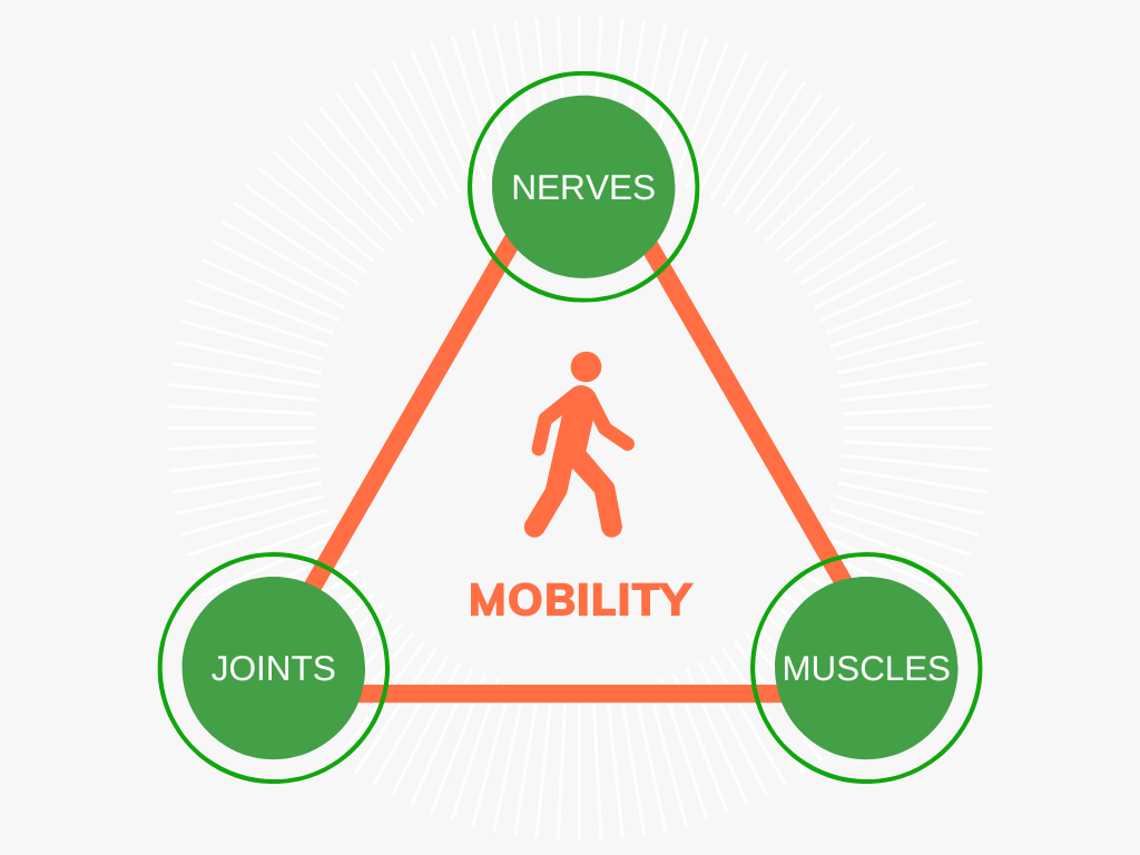 a diagram of a person walking in a triangle with joints , muscles , and nerves .