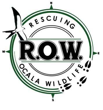 Rescuing Ocala Wildlife - Wildlife Rescue in Ocala and Central Florida