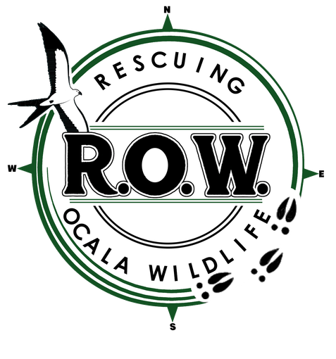 Rescuing Ocala Wildlife - Wildlife Rescue in Ocala and Central Florida Rescuing Ocala Wildlife - Wildlife Rescue in Ocala and Central Florida
