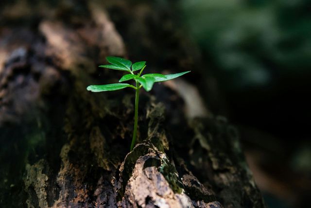 Green seedling sprouting from weathered, dark brown wood.