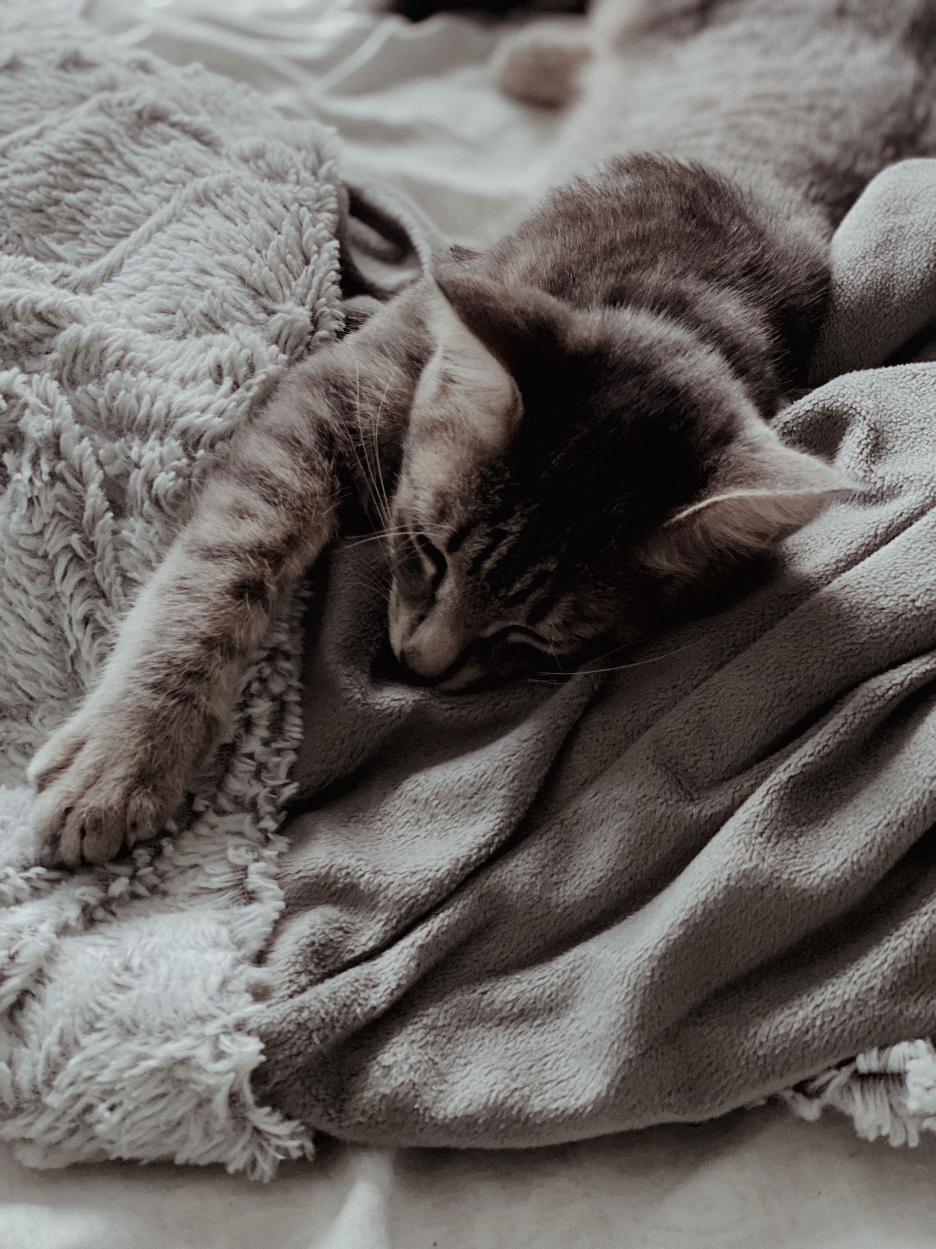 Sleeping gray tabby cat curled on a soft blanket