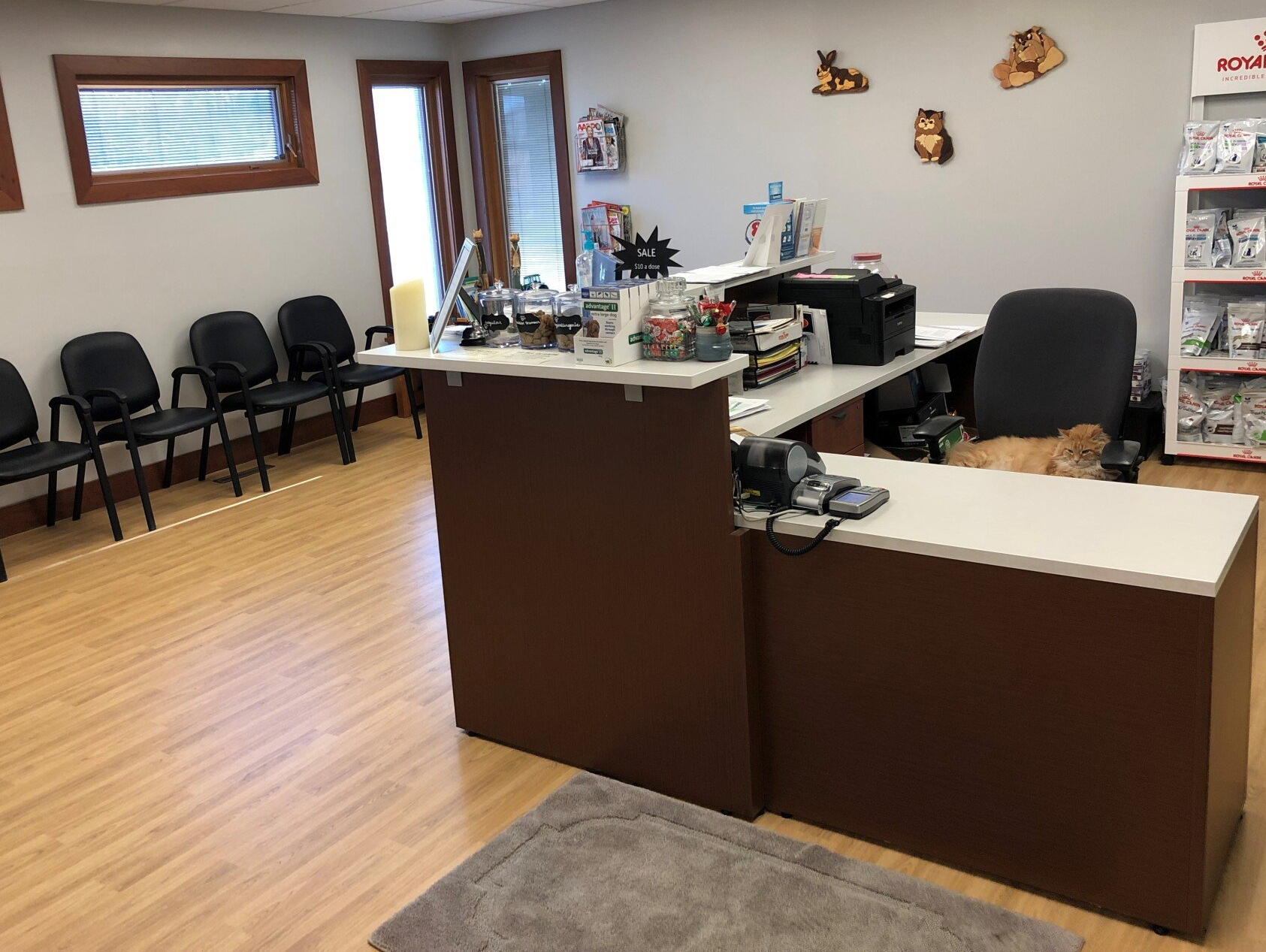 Cat and Dog — Veterinarian in Marion, IA