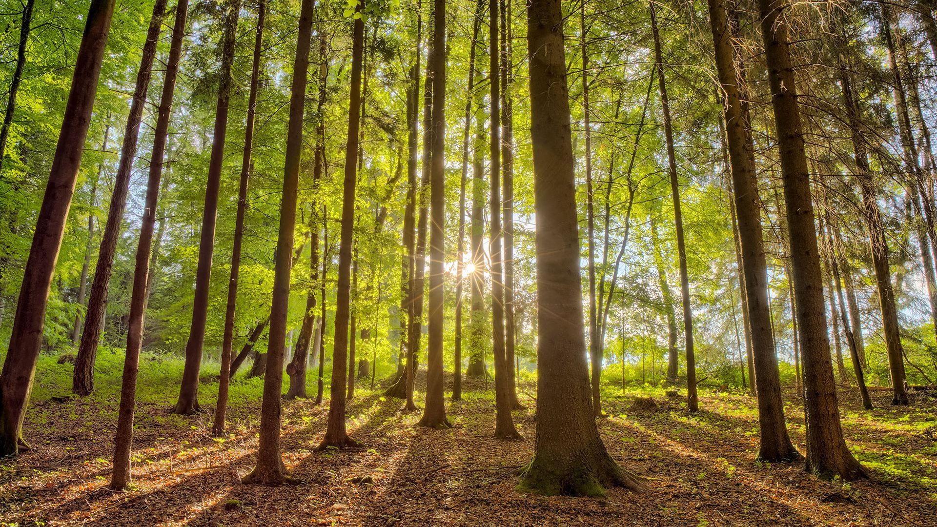 Legno proveniente da foreste PEFC