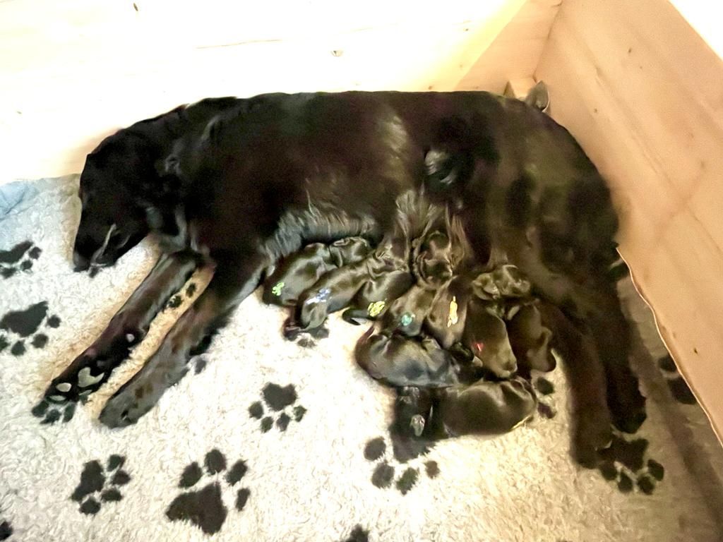 10 gesunde Welpen im A-Wurf Magic Healing