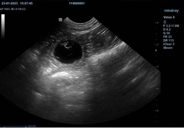 Ultraschallbild von Bo