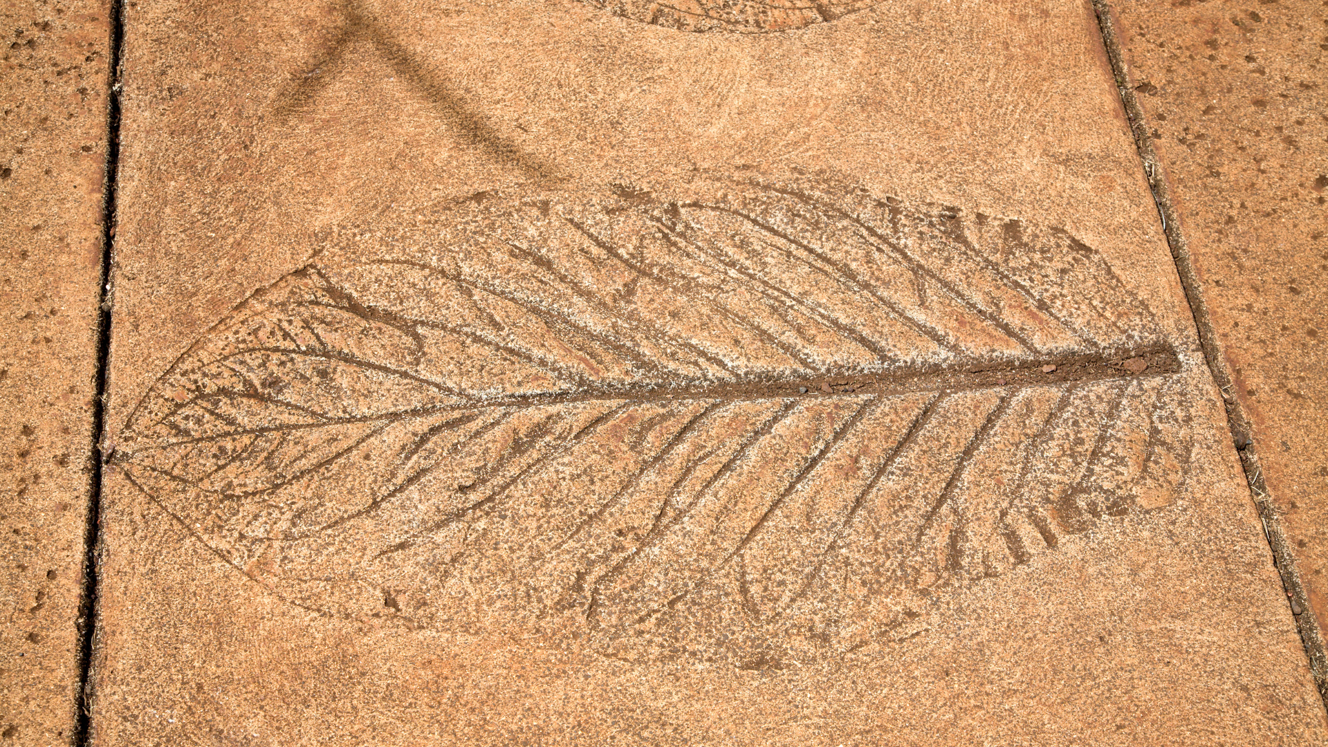 A close up of a leaf print on a sidewalk.