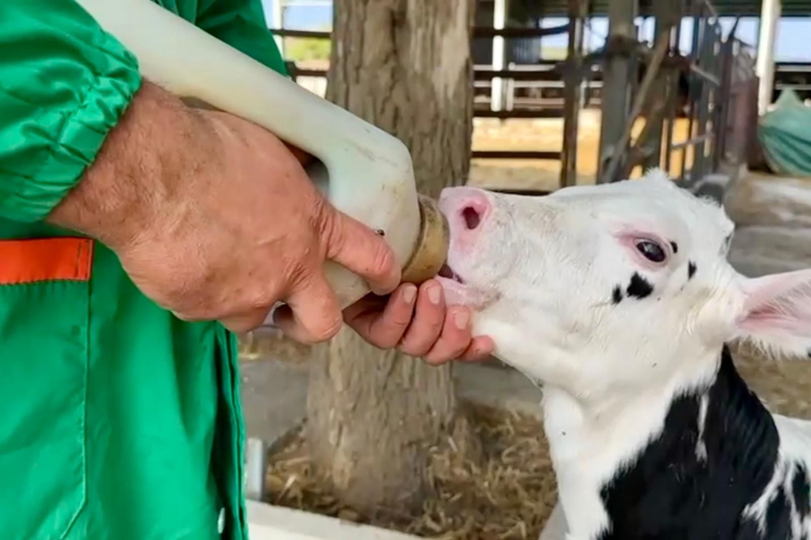 Ripresa dall'alto di numerosi secchi di metallo pieni di vari cereali e granaglie, appoggiati su una superficie pavimentata.