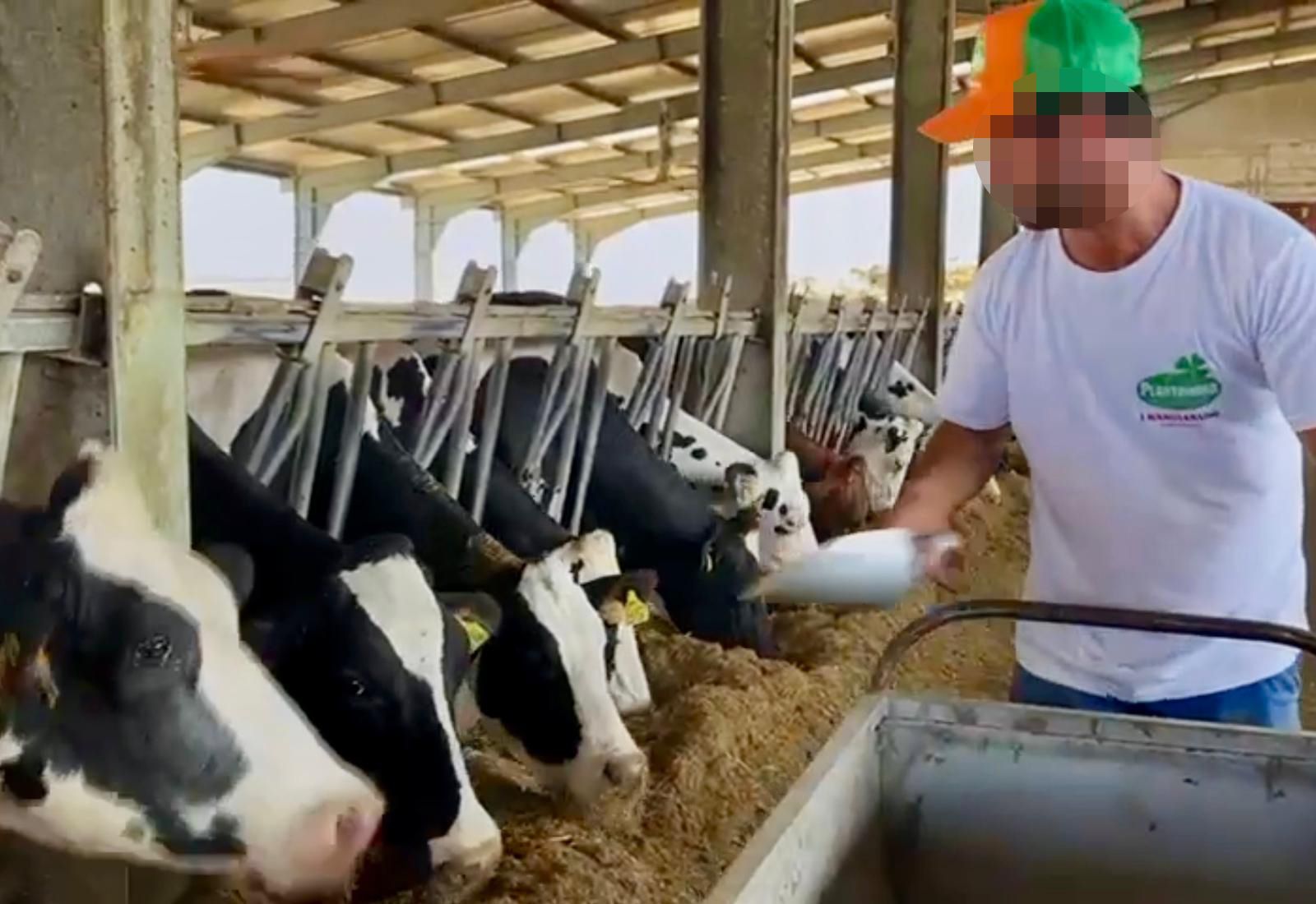 Un contadino con una camicia bianca e un cappello colorato dà fieno a mucche bianche e nere in una stalla moderna.