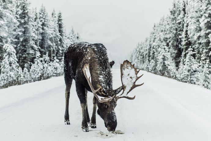 Moose in Far North 