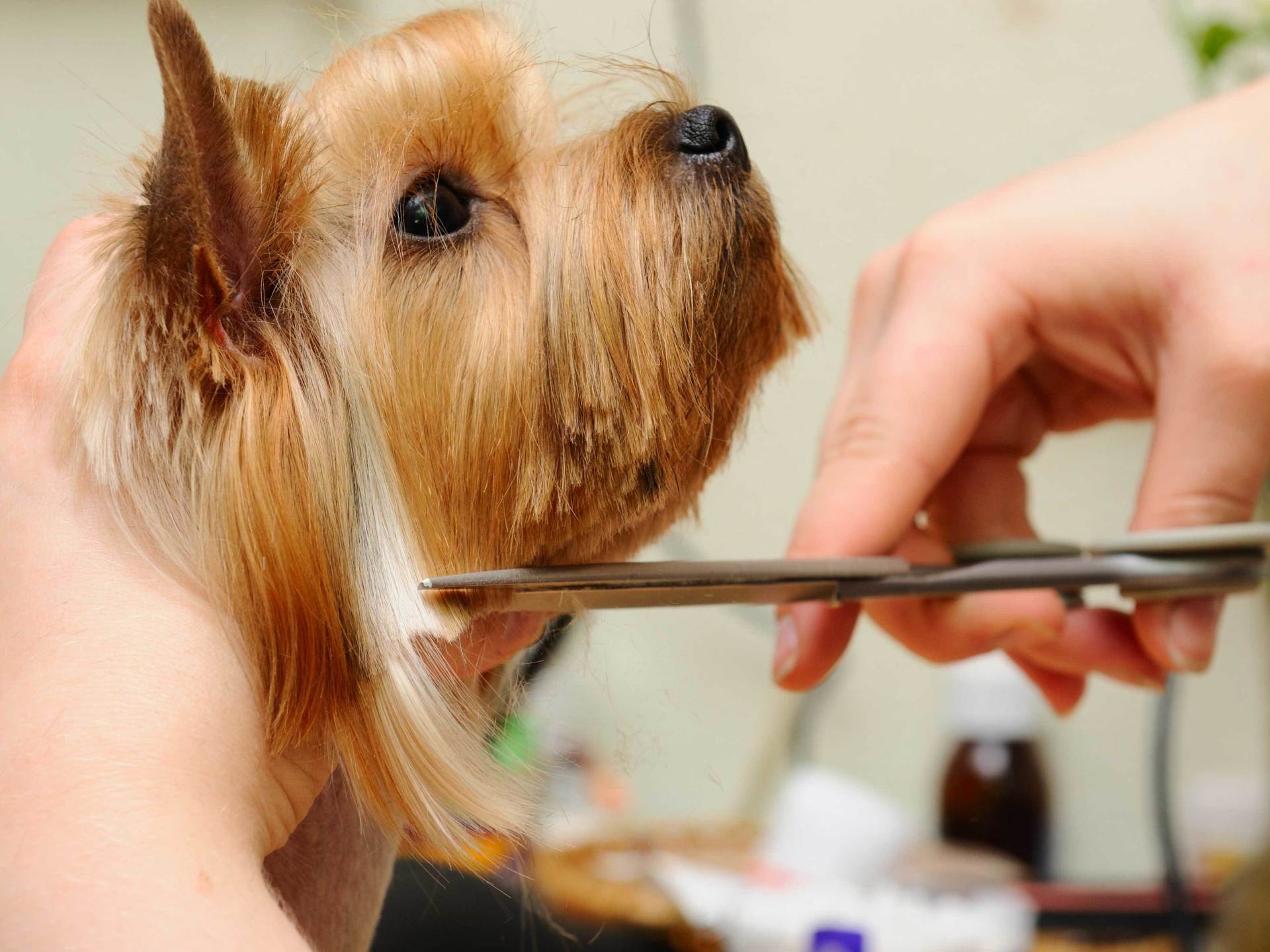 how do professionals groom dogs