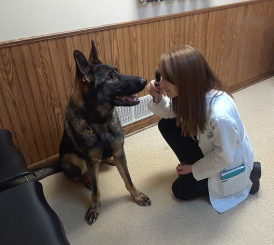 Pet Surgical Dental Services Vet Menomonee Falls Wi Family Pet Clinic