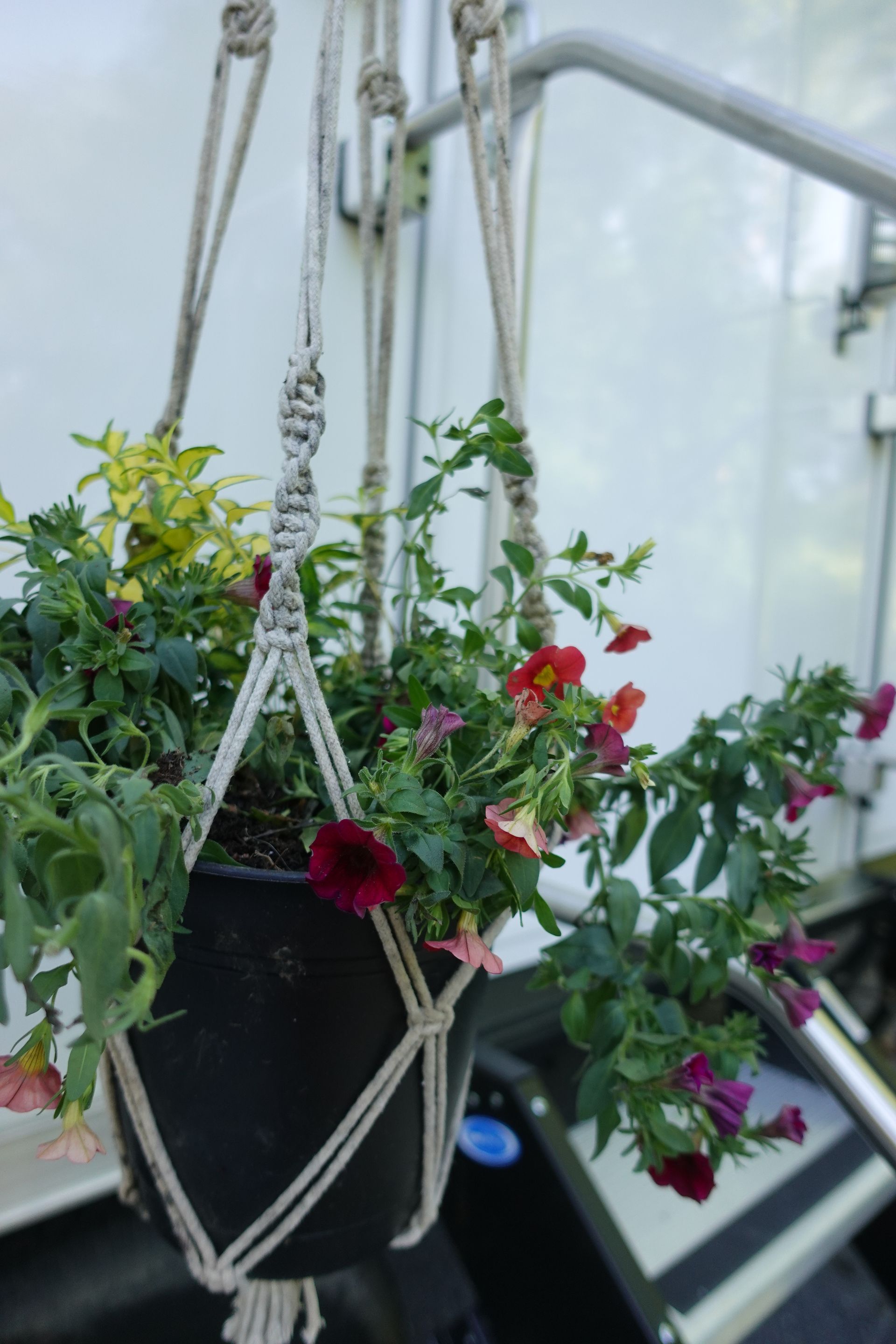 A potted plant with flowers hanging from a rope