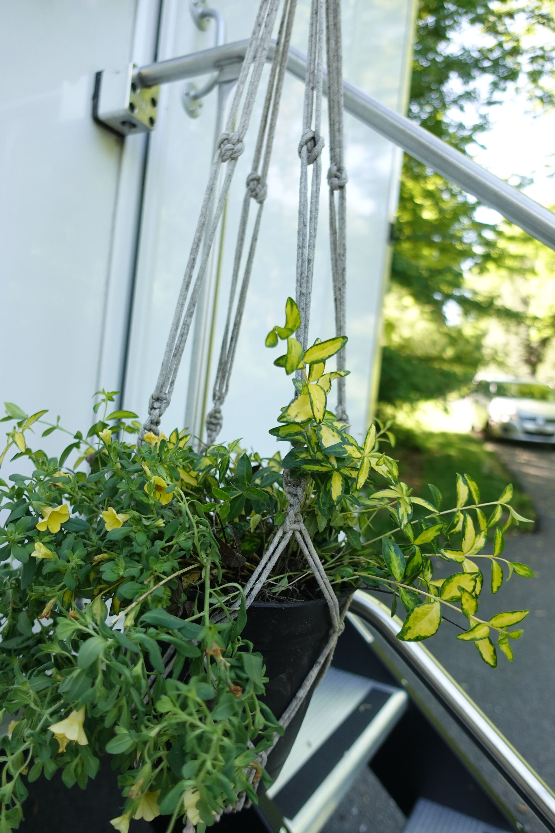 A potted plant is hanging from a rope.