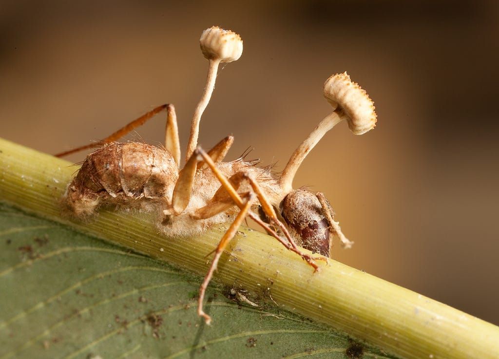 fungo-cordyceps