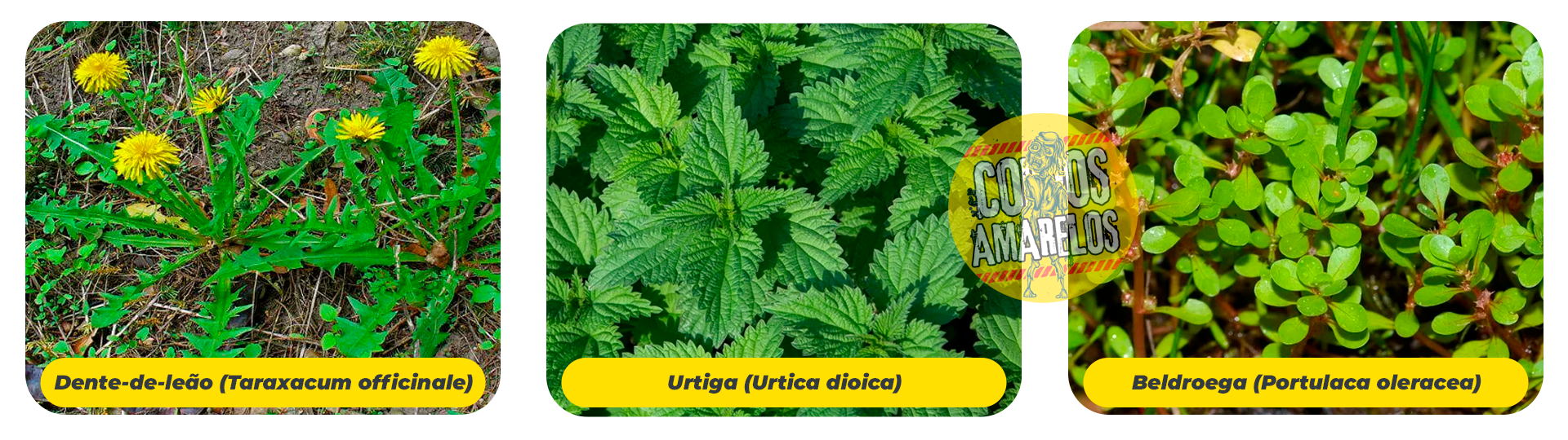 plantas-botanica-corpos-amarleos