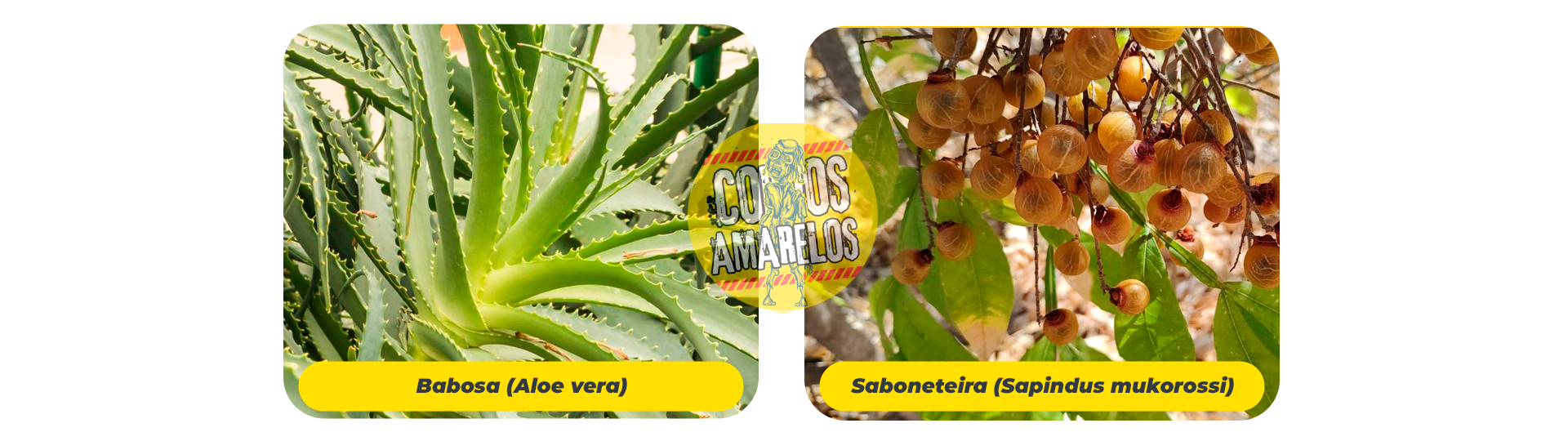 planta-botanica-corpos-amarelas