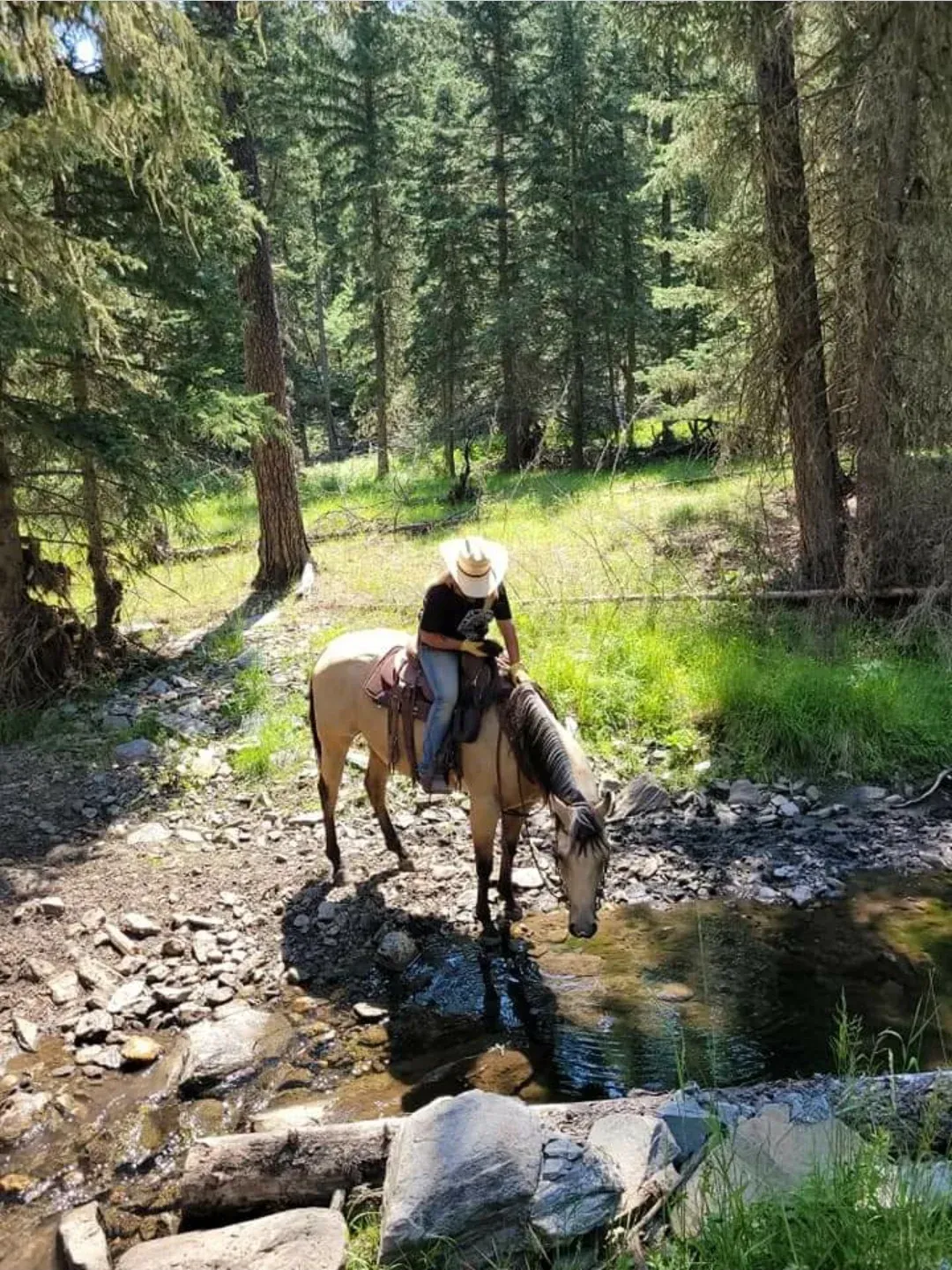 a man is riding a horse over a stream in the woods .