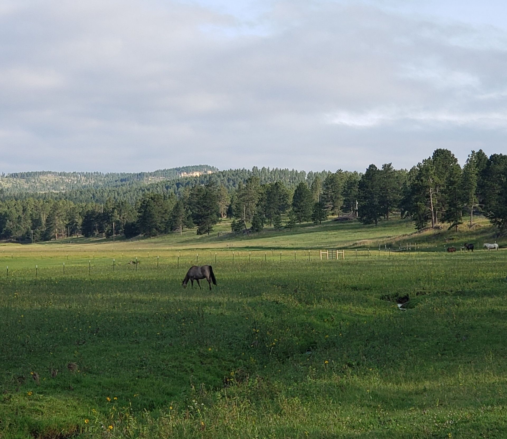 a horse is grazing in a grassy field with trees in the background