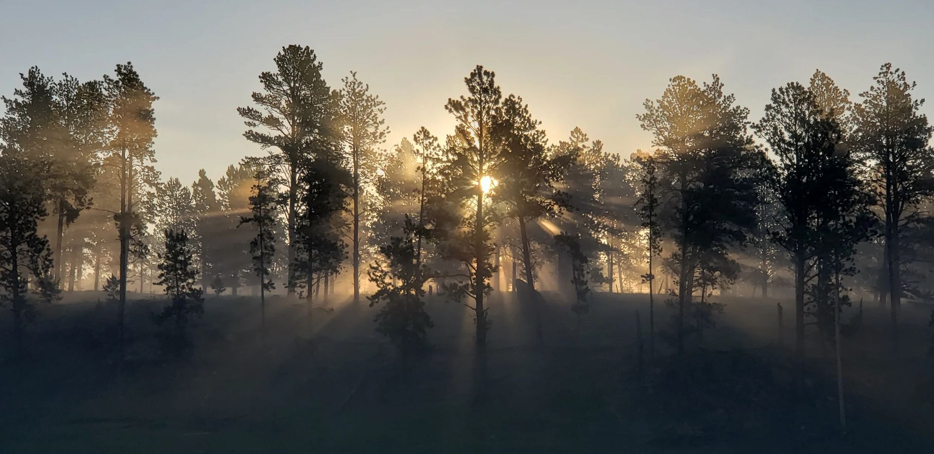 the sun is shining through the trees in the foggy forest .