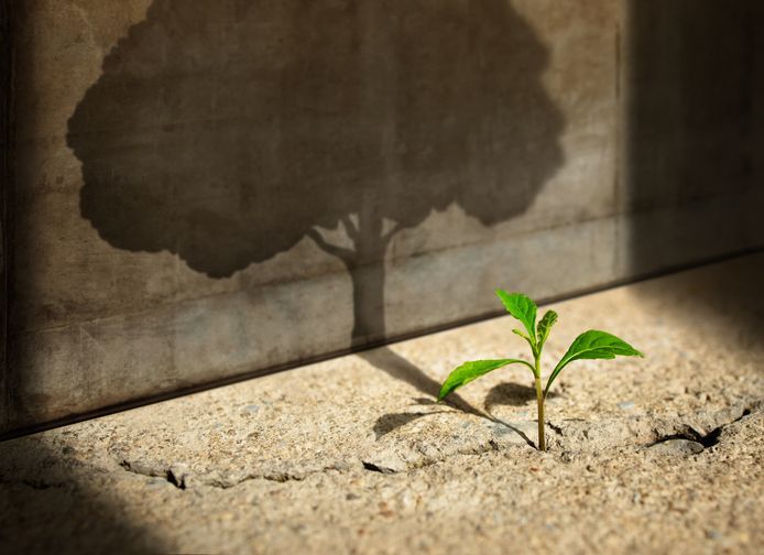 A tiny tree sprouting up between cracks in concrete with its shadow expanding into a big tree.