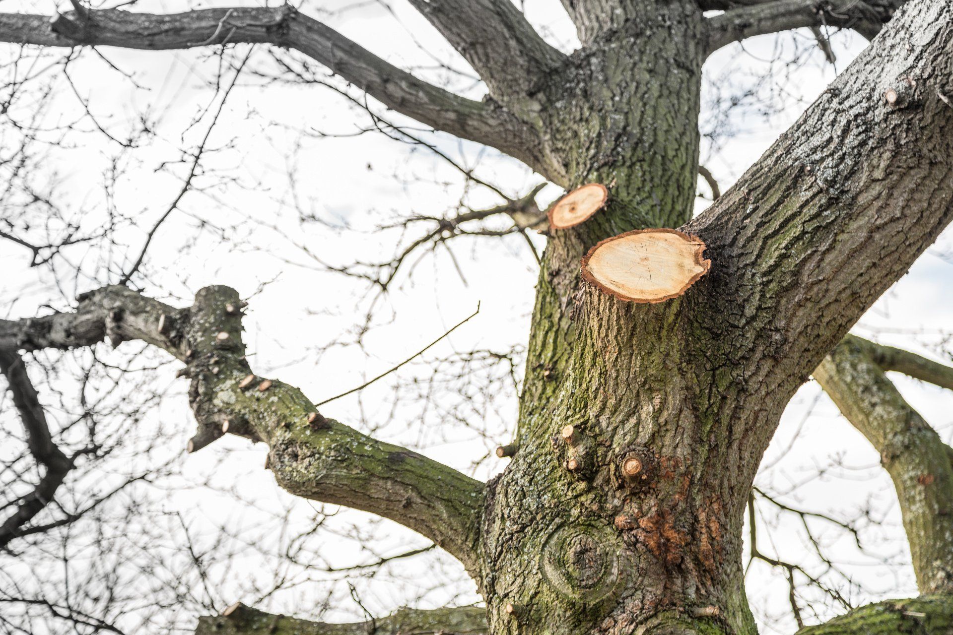 A close up of a tree with limbs removed.