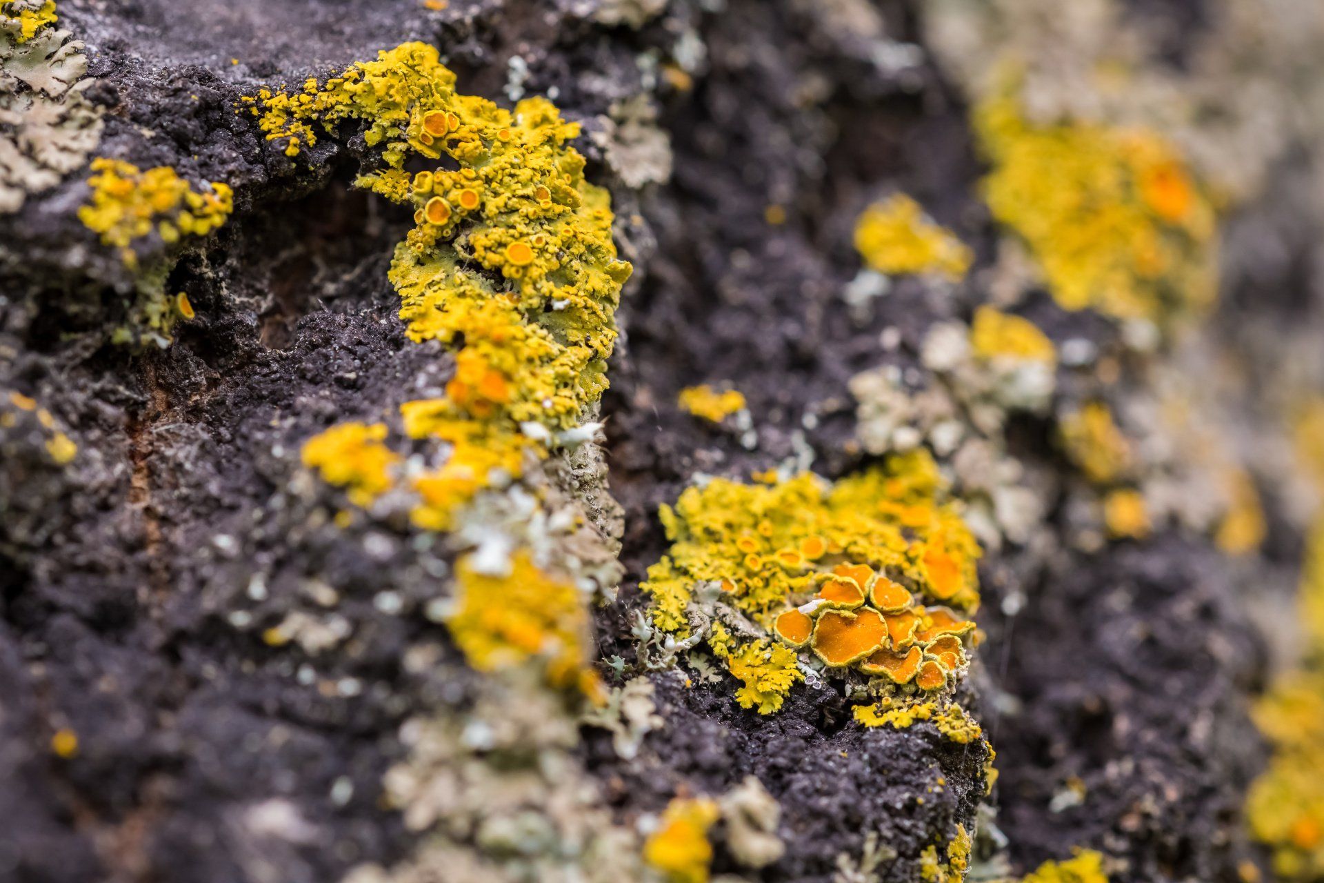 A close up of yellow lichen growing on a rock.