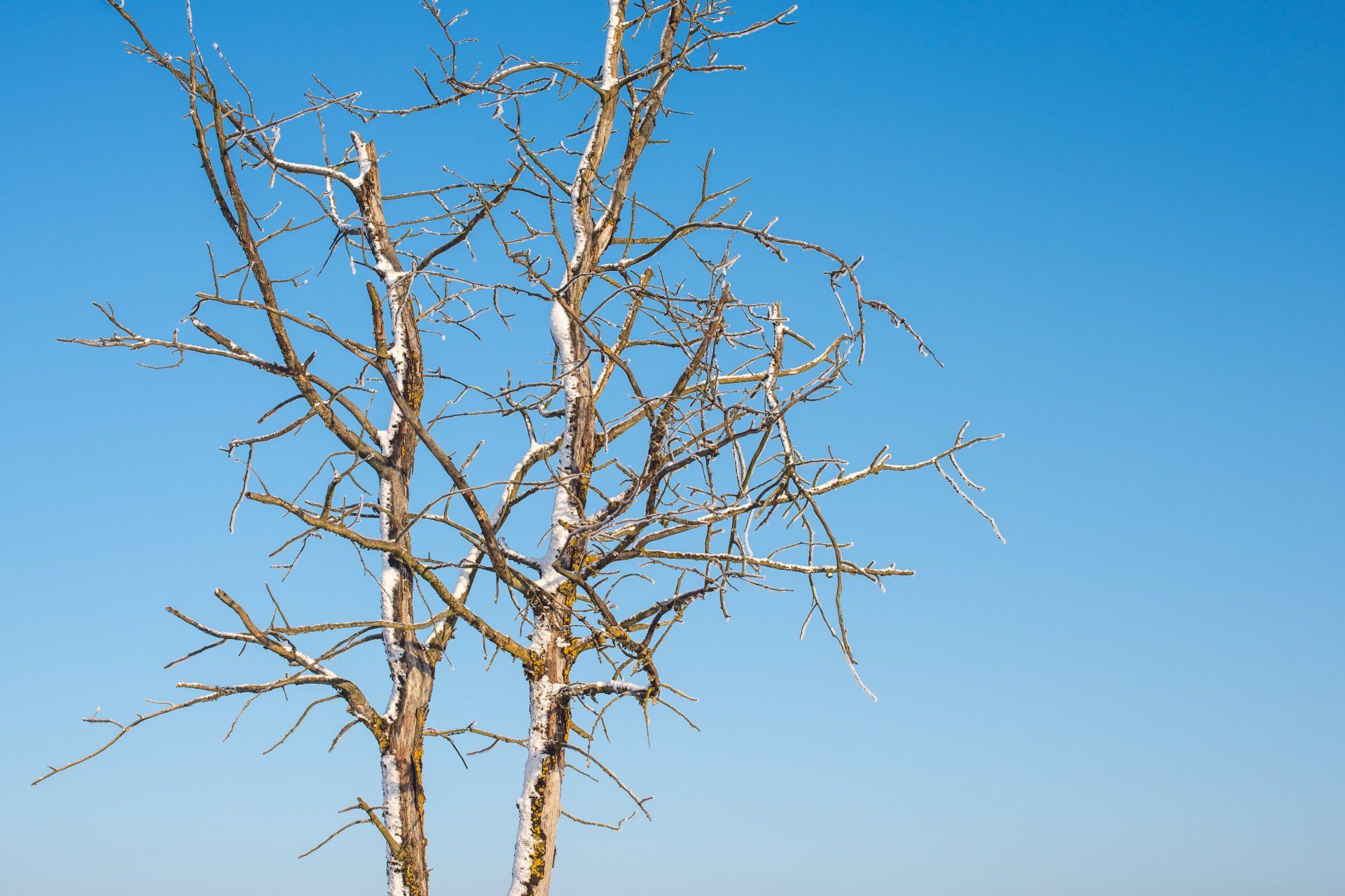 A tree without leaves against a blue sky