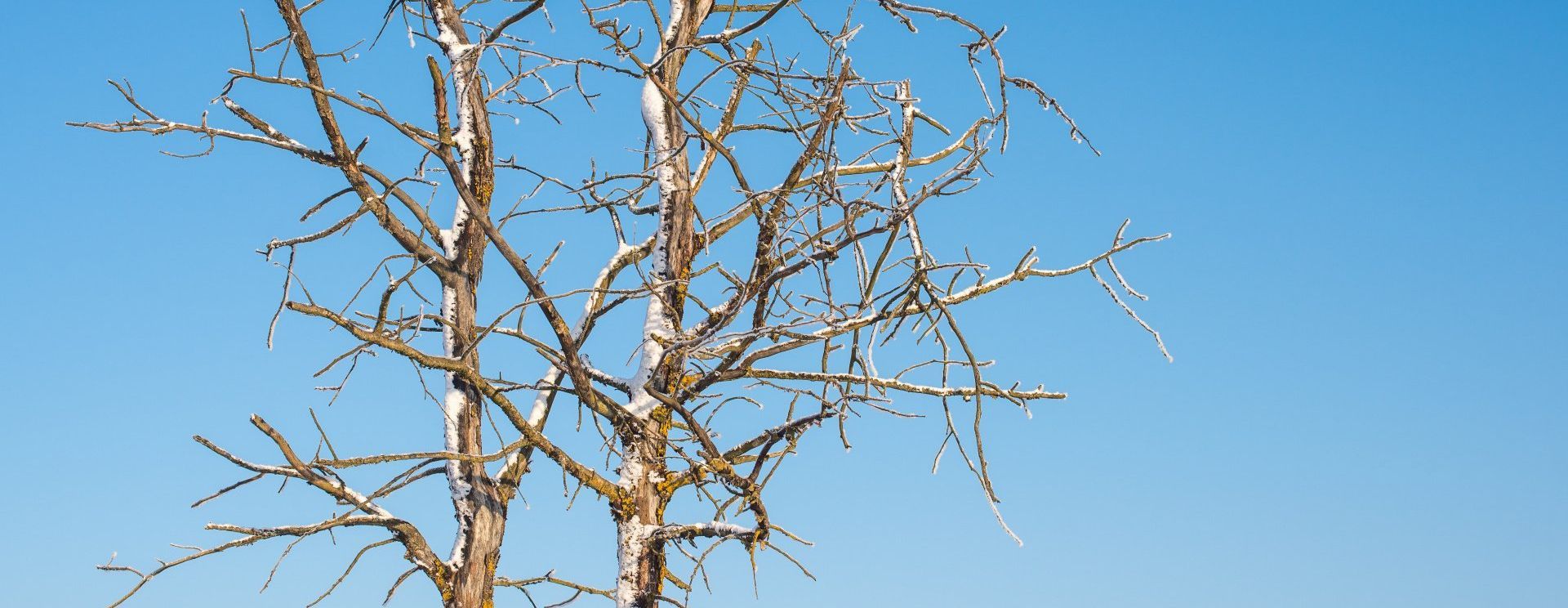 dying tree without leaves