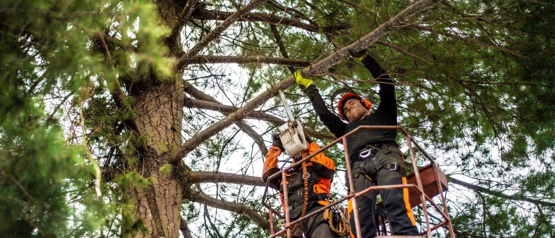 Two arborists on top of a tree and working on pruning it