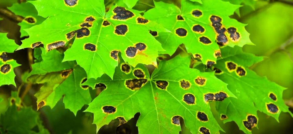 Green maple leaves with black spots caused by a fungal infection known as tar spot.