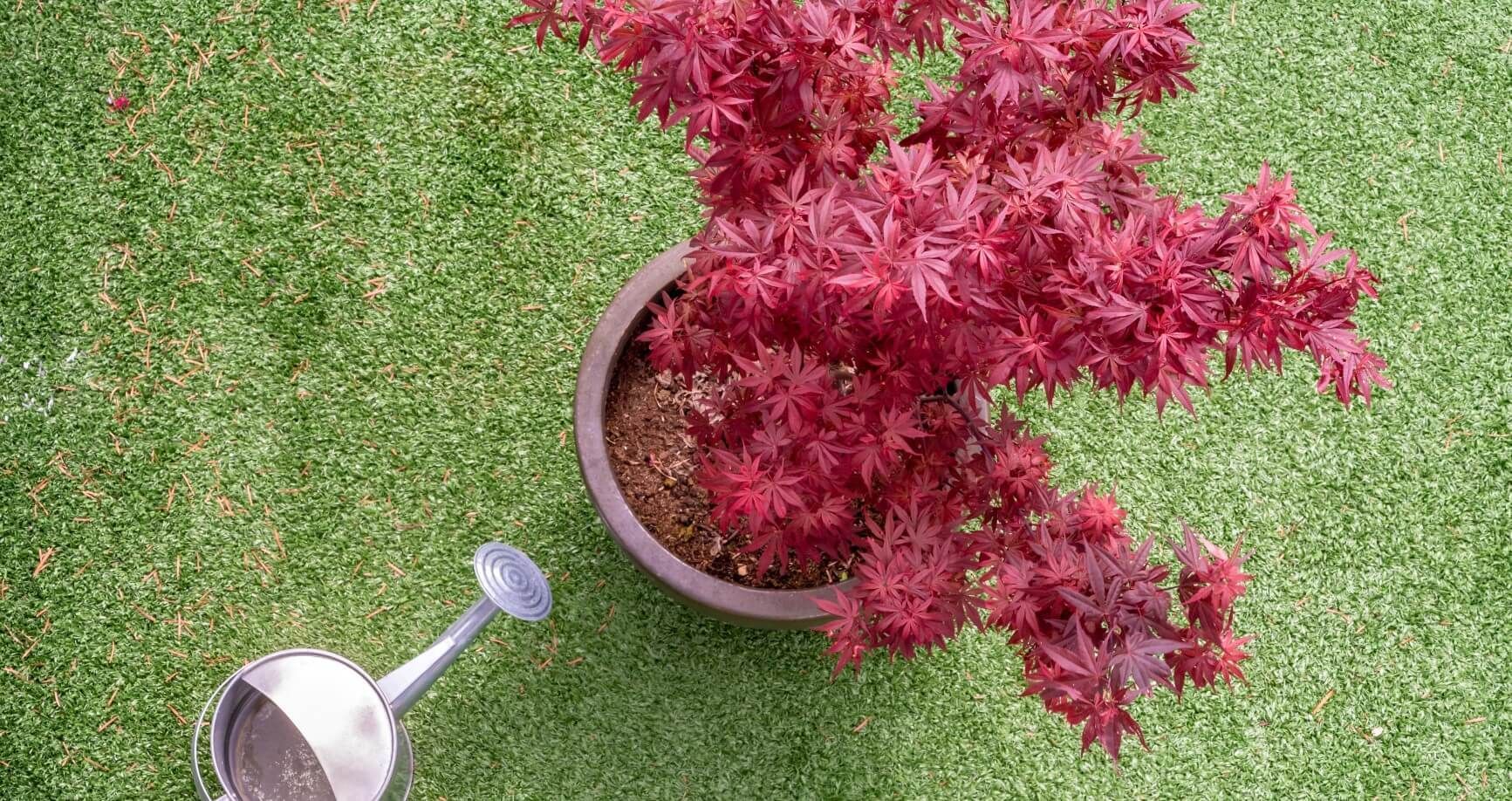 Top view of a watering can and a young Japanese maple tree in a flower pot