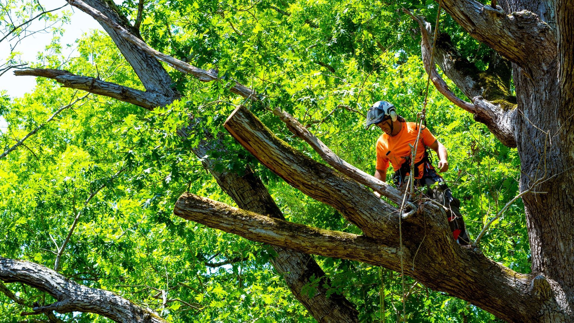 Arborist in orange shirt performing tree removal by climbing a large tree with gear