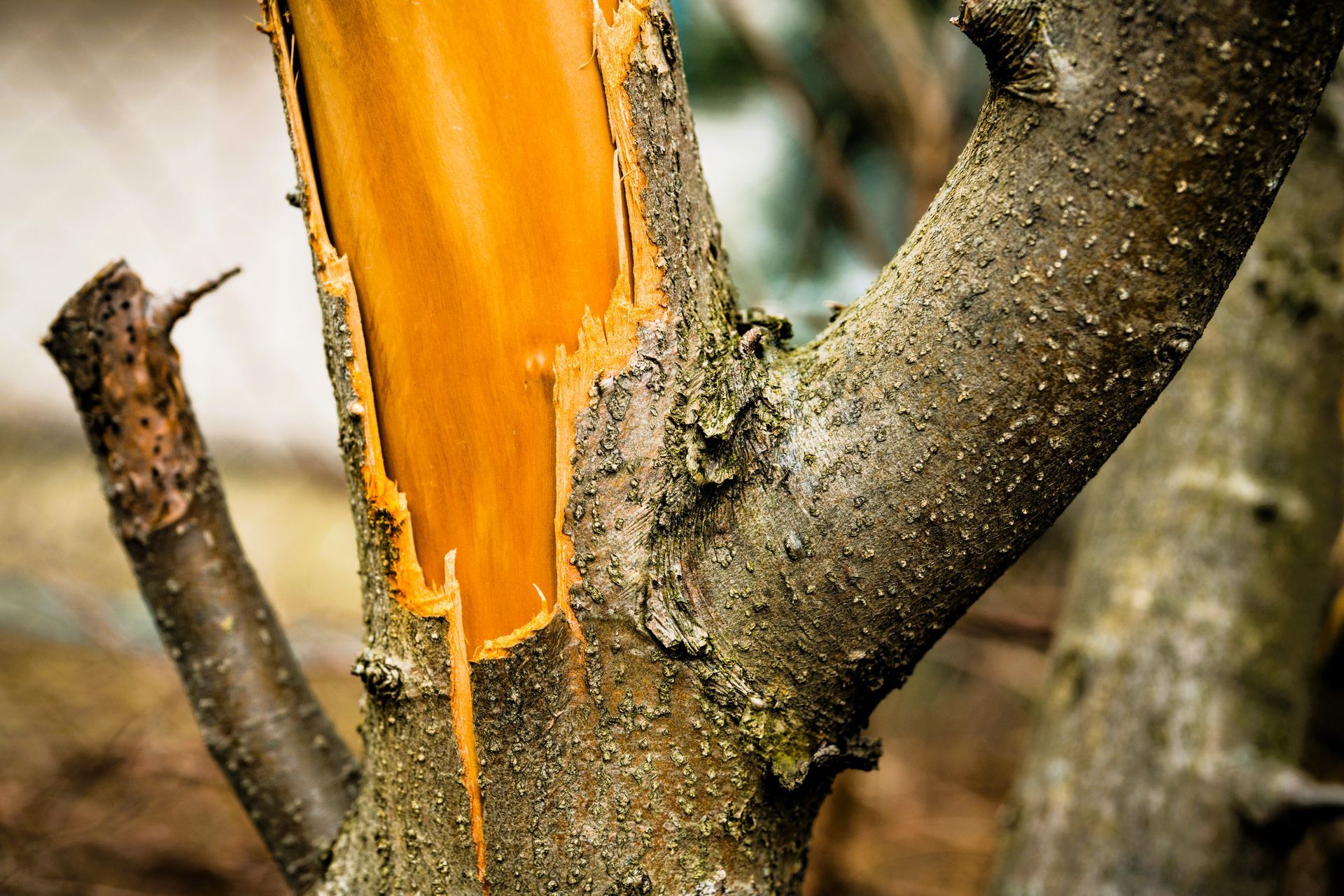 Damaged tree trunk with bark stripped off, exposing the inner wood