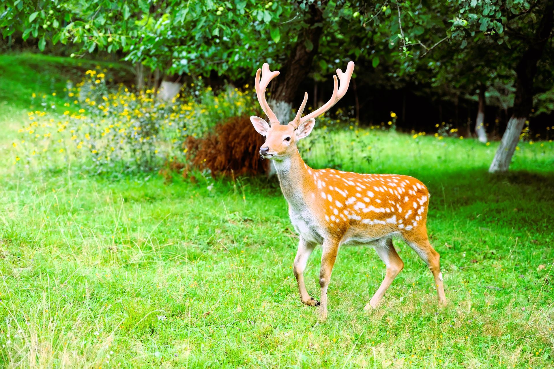 Whitetail deer standing in lush summer forest in Kanata, Ontario