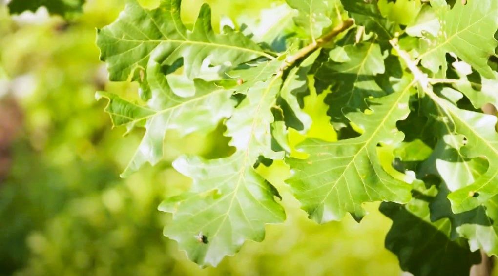 Close-up image of Bur Oak leaves