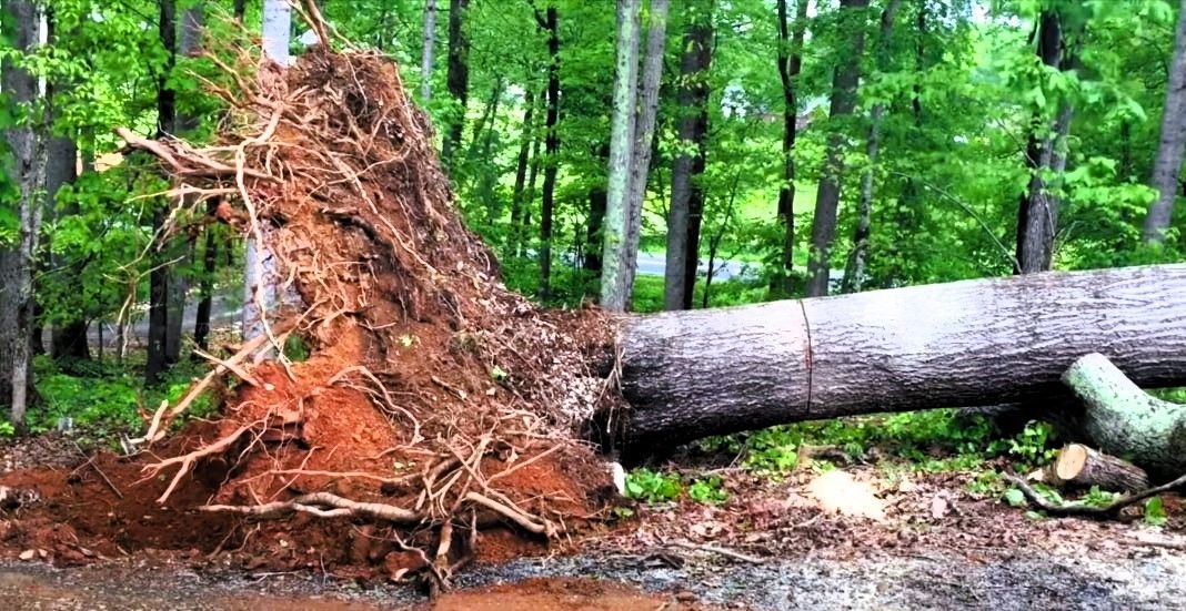 Image of a fallen tree with roots exposed in Kanata