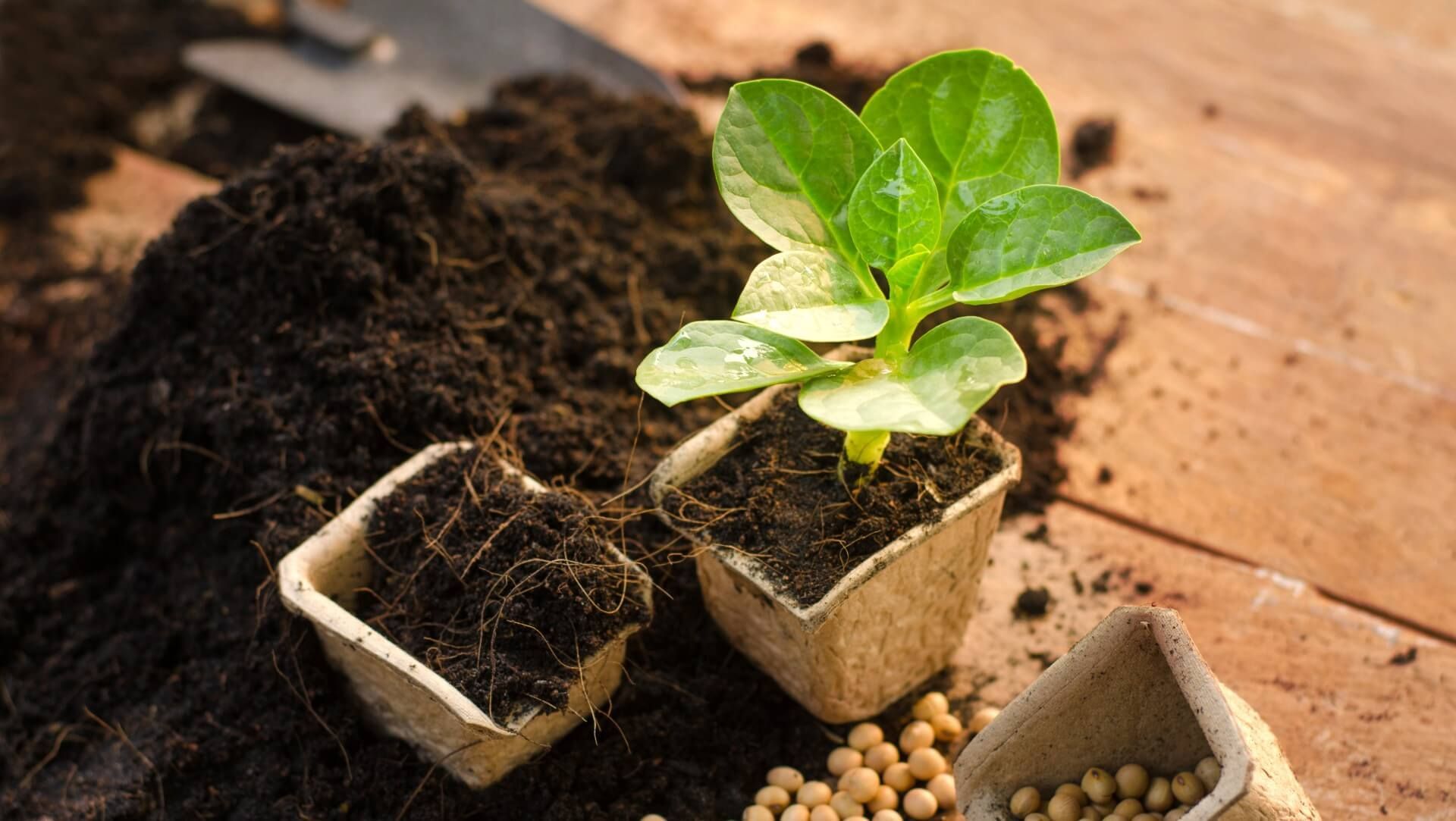 Potted tree sapling filled with soil mixed with homemade tree fertilizer