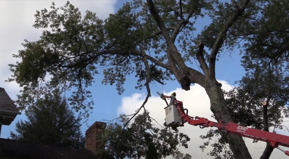 Expert arborist safely trimming a large tree with precision and care