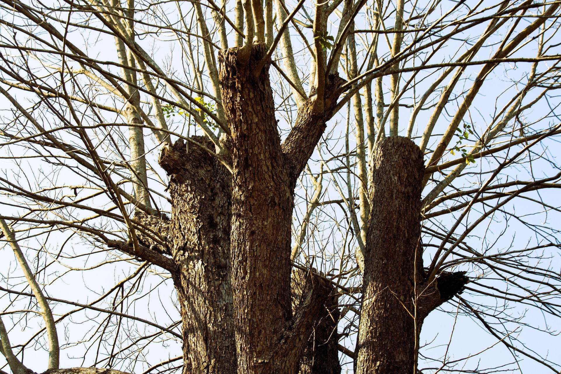 Close-up of pruned tree with leafless branches against the sky