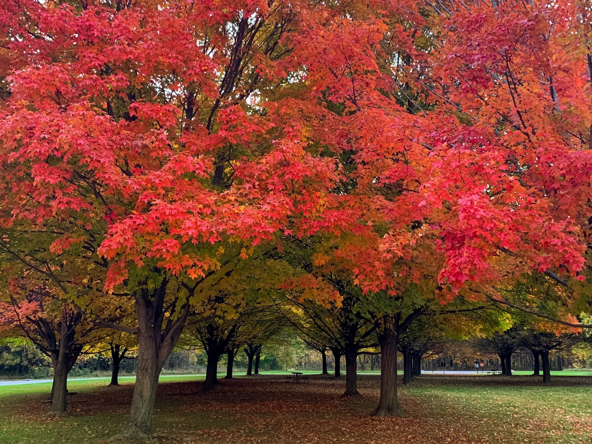 Maple trees in full color, a seasonal delight.