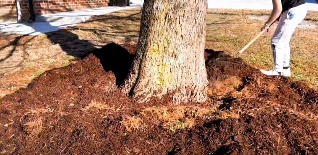 A gardener spreading mulch around the base of a tree