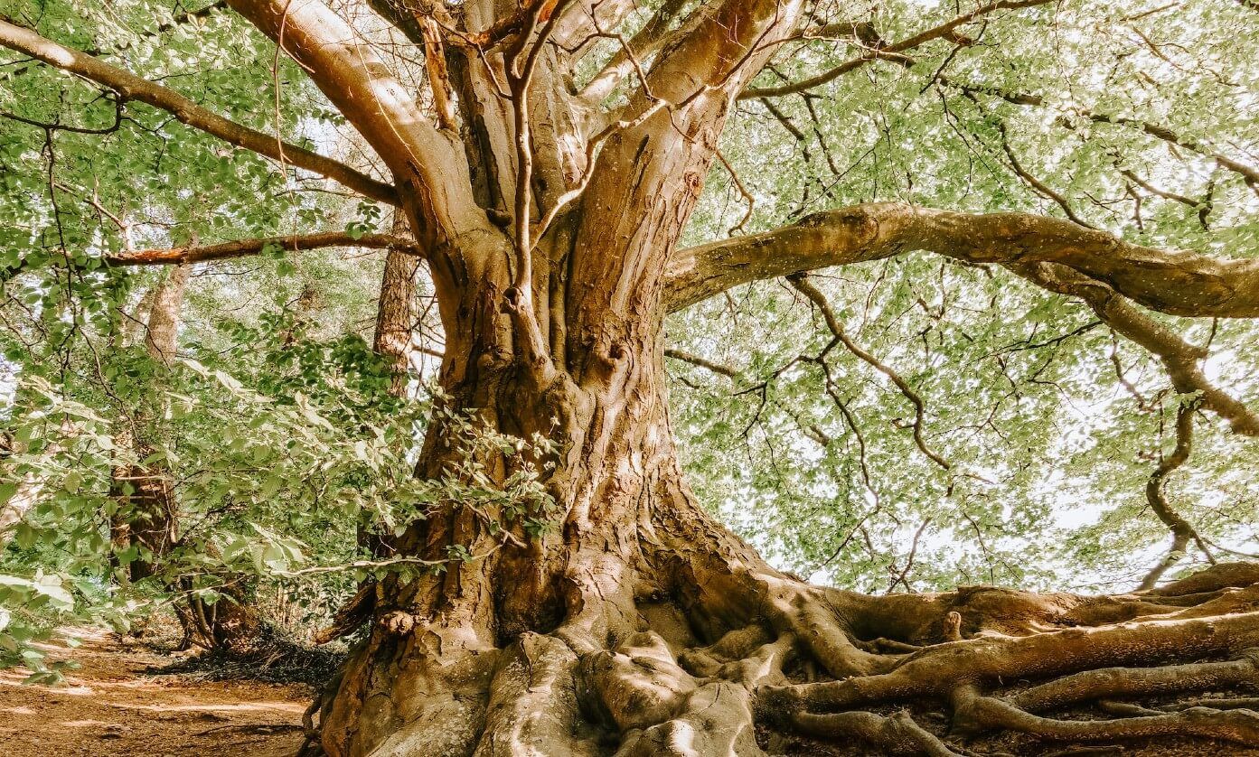 Old trees need the same care and maintenance like young ones to keep a long and extended life