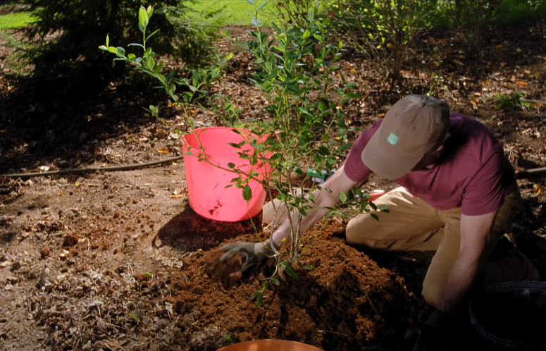 Expert planting a tree for optimal growth.