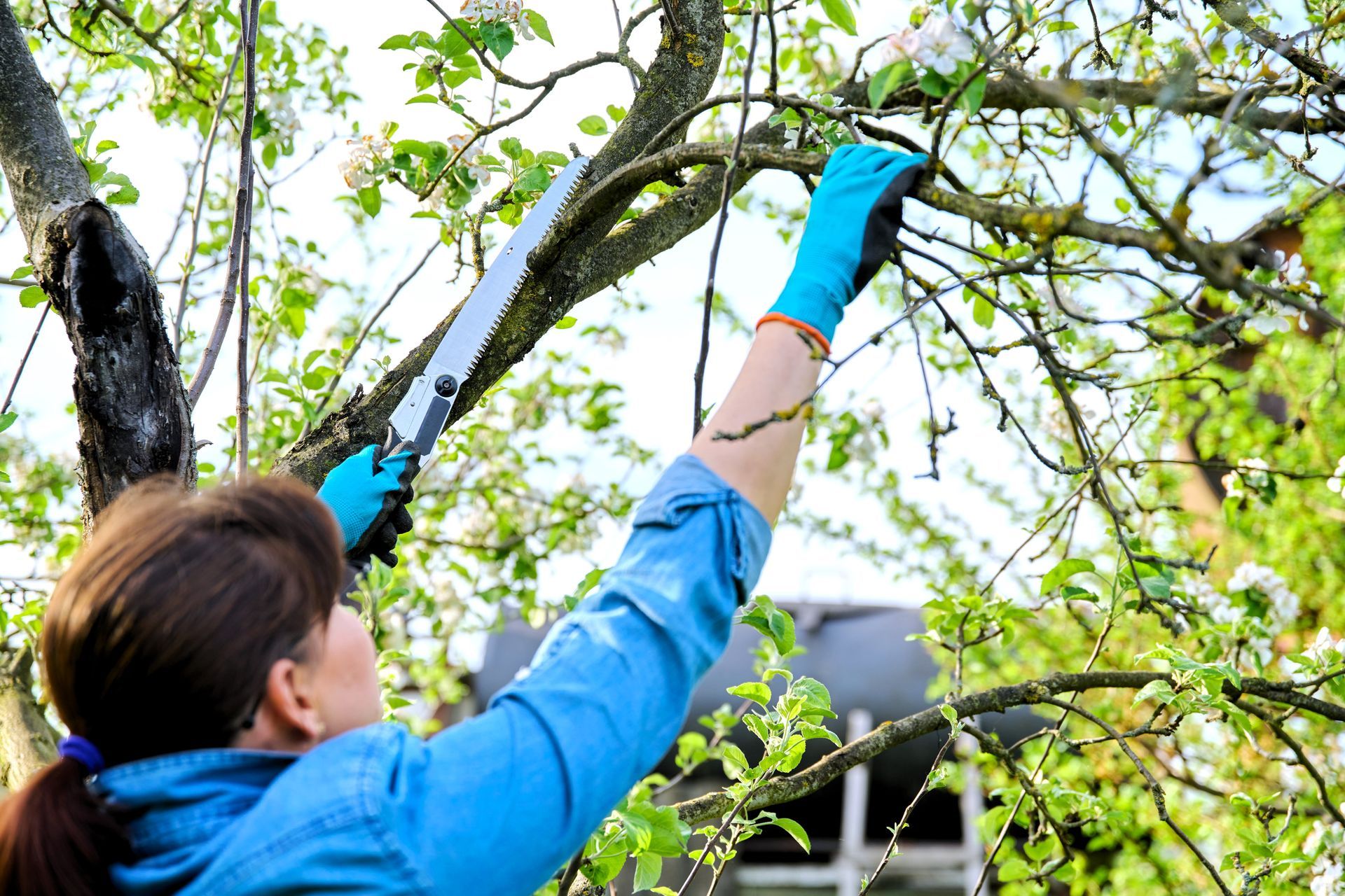 Woman gardener expertly pruning apple tree.