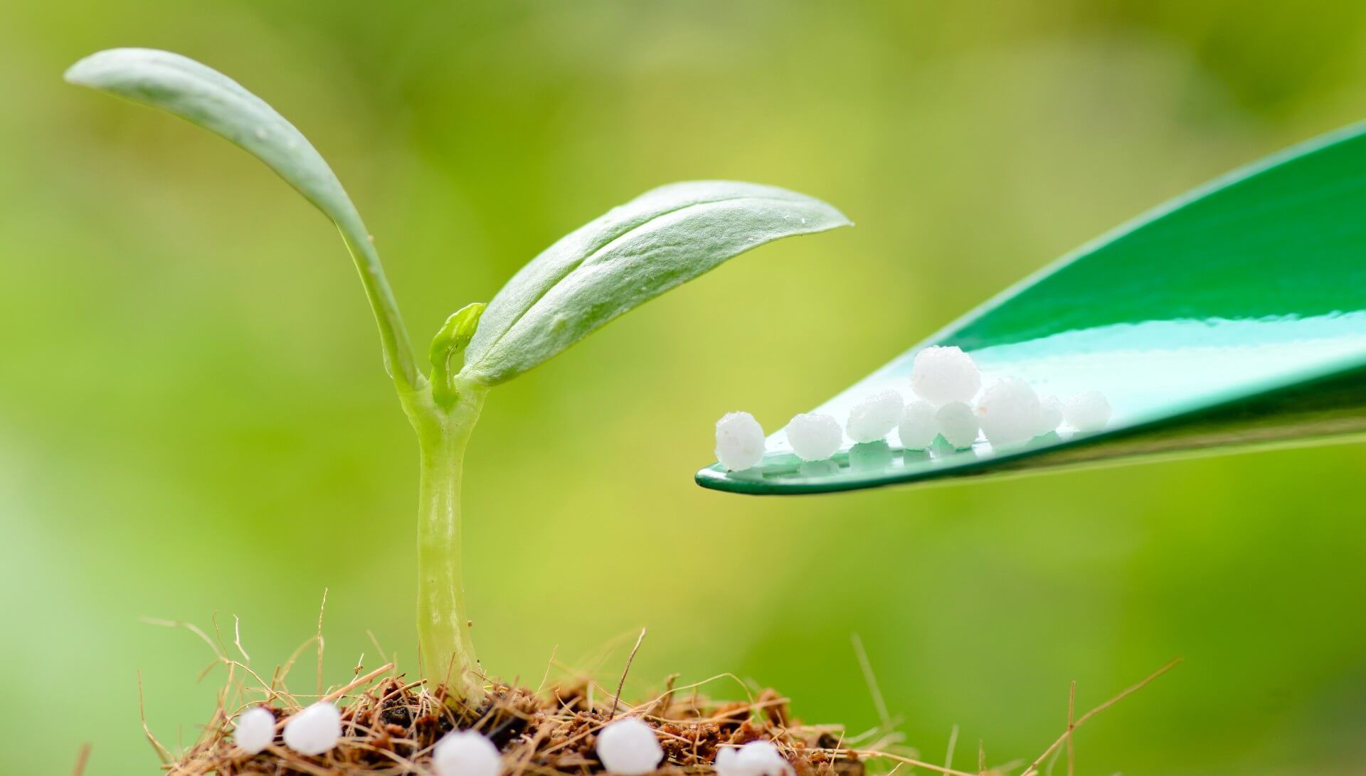 Adding fertilizer on a small and young tree to give it a strong start