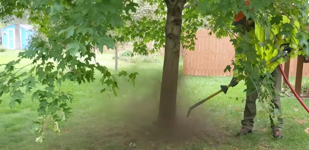 arborist air spading a distressed maple tree