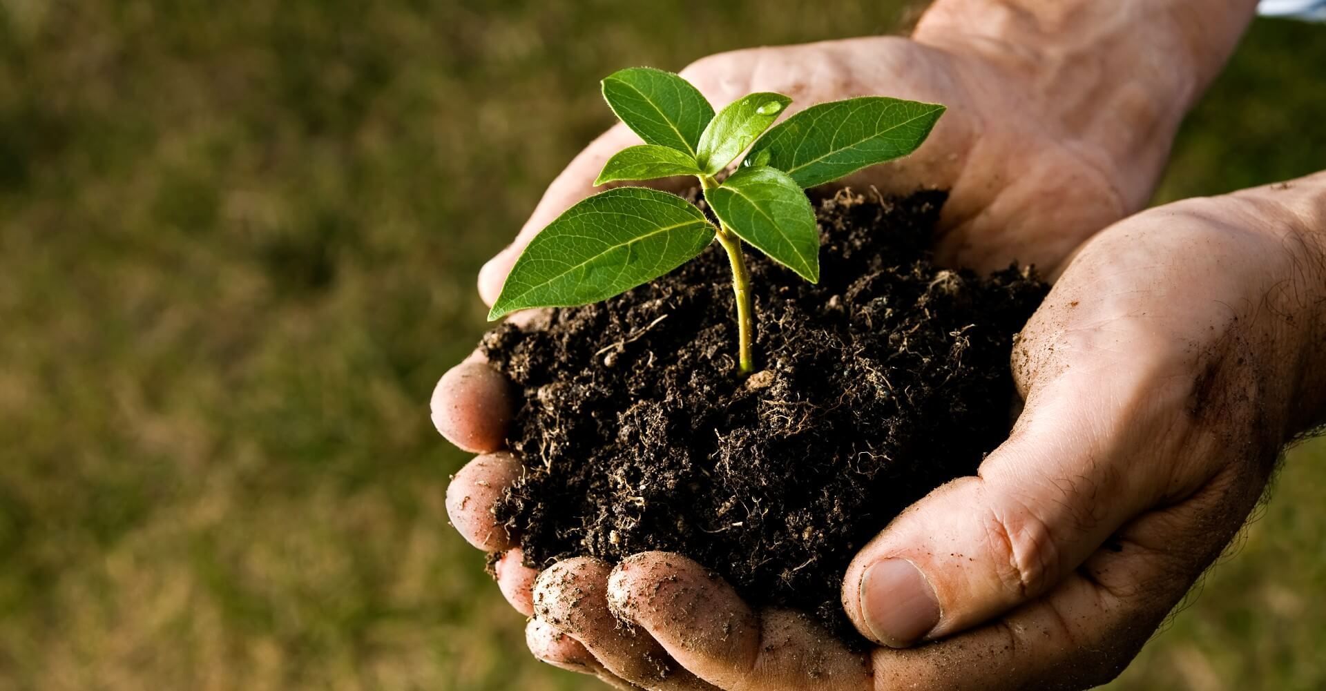 A farmer holding a lump of soil with a sapling of a tree in the palm of his hands