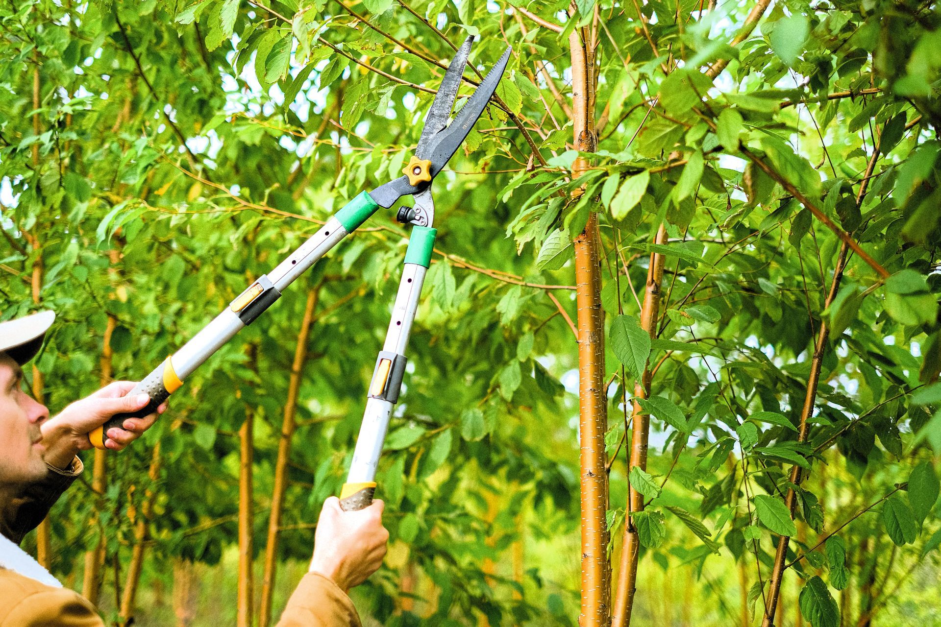 Skilled gardener carefully pruning branches of a tree in garden.