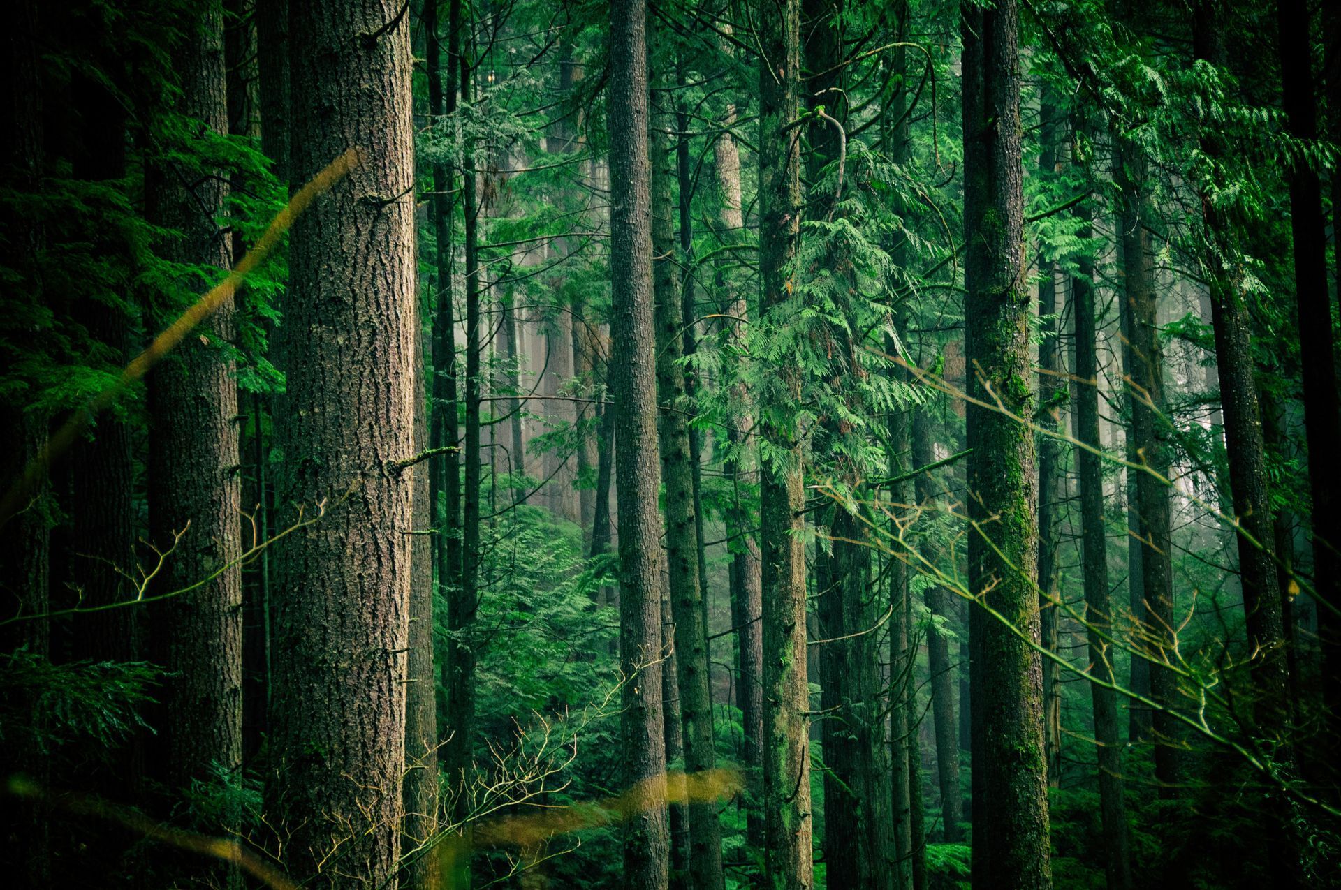 Canadian Tree trunks